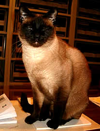 Flick gatto Siamese mascotte dello Studio
